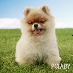 博美爆料新闻事件真相视频,揭秘新闻事件背后真相 第2张 博美爆料新闻事件真相视频,揭秘新闻事件背后真相 第2张